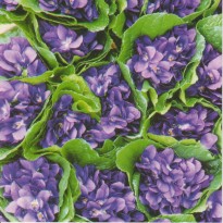 Bouquets de Violettes de Toulouse, carte photo