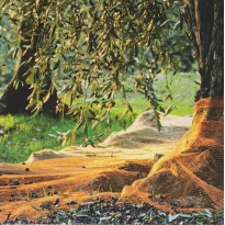"Cueillette des Olives" , carte postale de Provence.